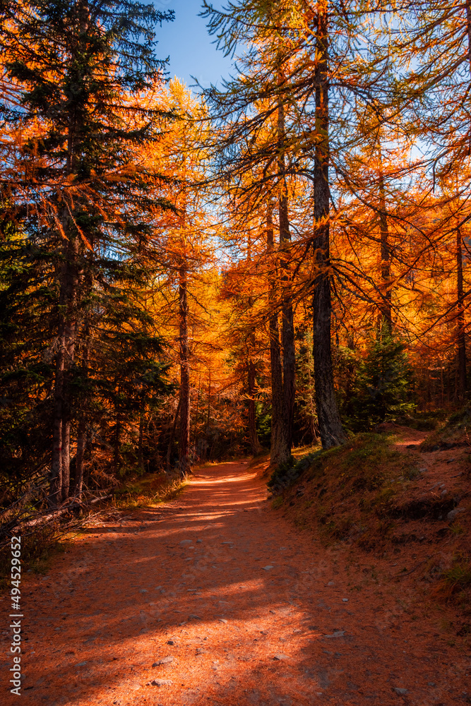 Obraz premium Beautiful trail in the wood with red leaves trees in the Alps of Italy