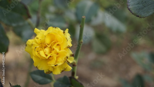 Closeup of beautiful yellow coloured diseased flowers due to Rose Midges attack photo