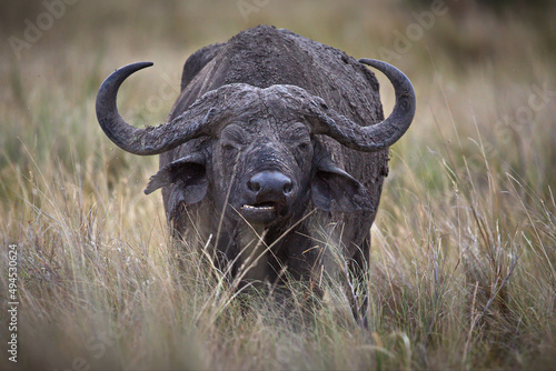 Selective of an African buffalo (Syncerus caffer) in a field photo