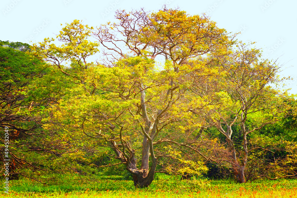 The wild of Sri Lanka includes its flora and fauna and its natural ...