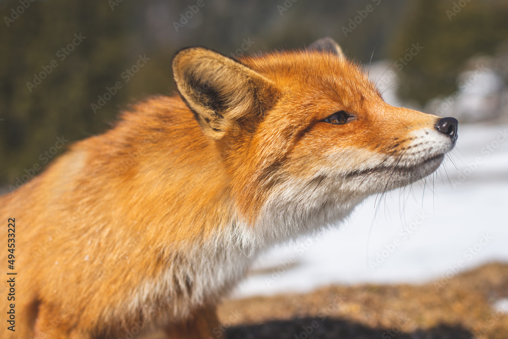 Fototapeta premium Portrait od red fox in winter