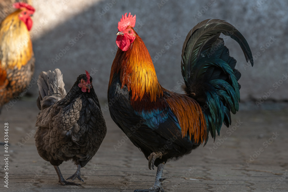 Fototapeta premium Farmyard rooster and hen on an educational farm.
