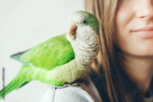 Cute green domesticated parrot snuggling on the shoulder of the owner feeling warm, comfortable and likes cuddling. Affectionate Monk Parakeet. Natural light photo