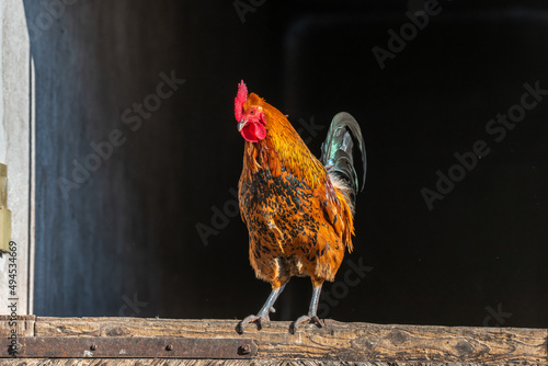 Fotografie, Obraz Farmyard rooster perched on a gate in an educational farm.