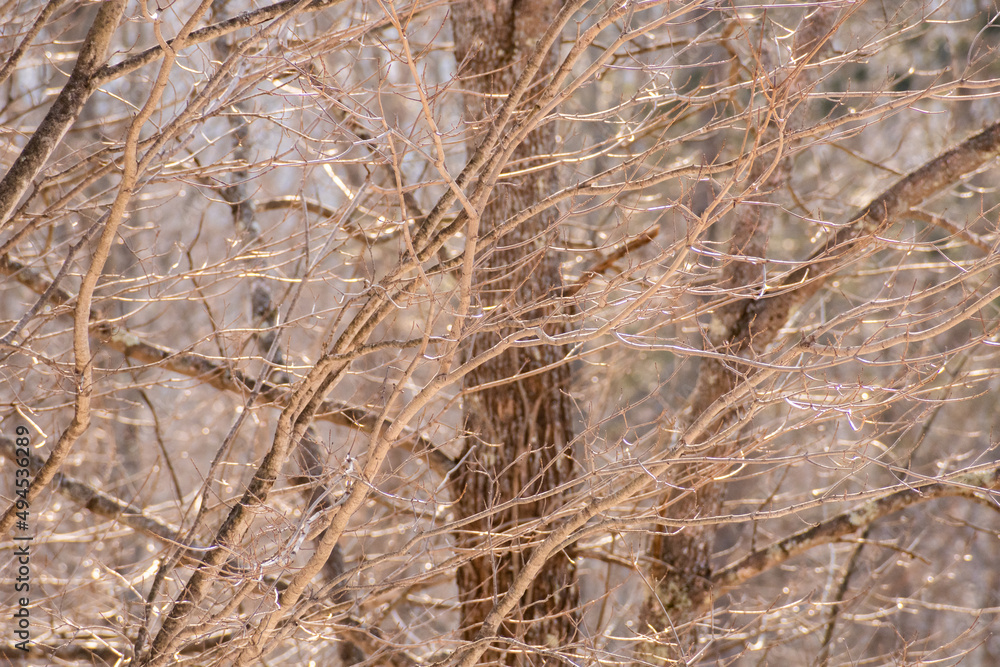 Winter tree branches in Roxbuy, New York - Catskills background. Winter tree branches in Roxbuy, New York - Catskills background.