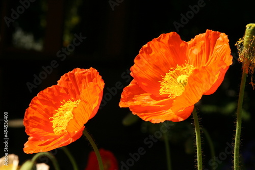 Two red poppy flowers