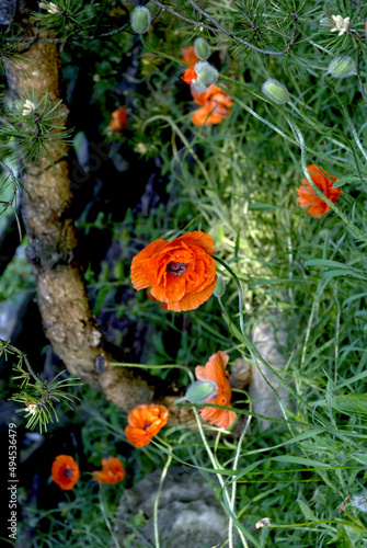Withering red poppies in a field