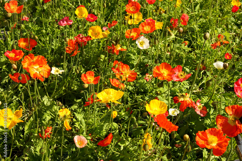 Field of multi-colored poppies
