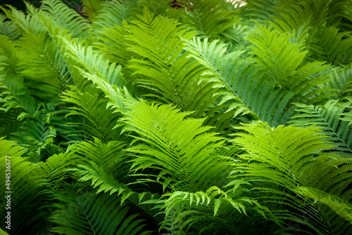 Green fern leaves in the garden