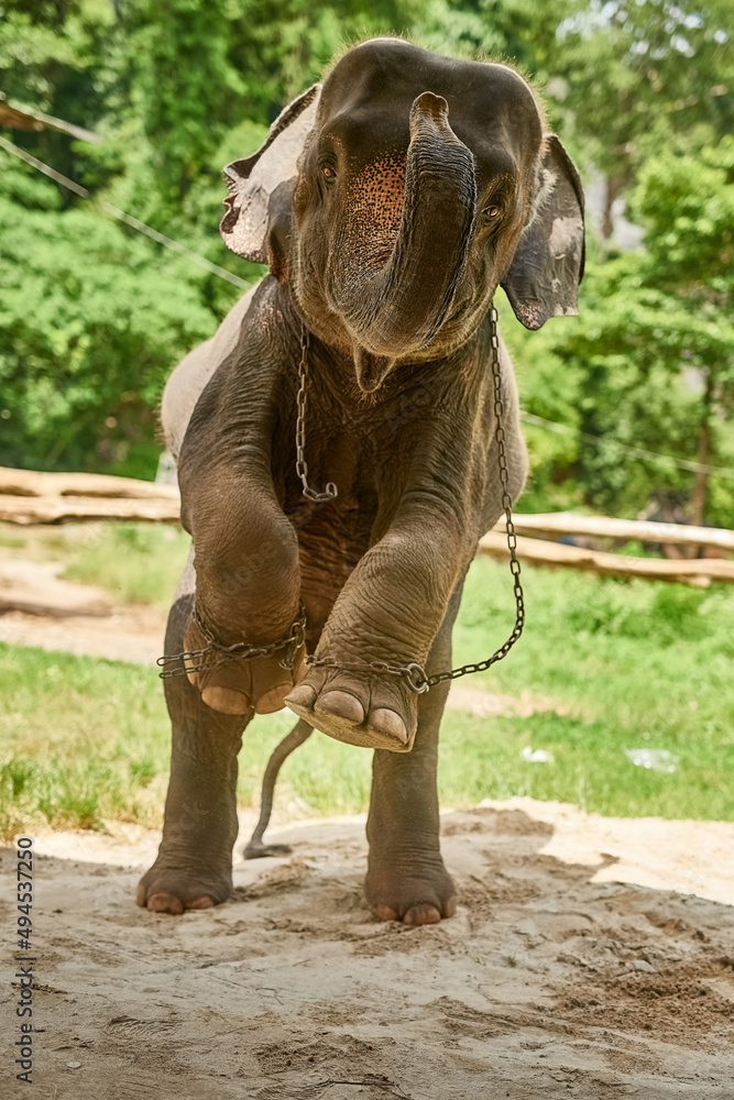 Fototapeta premium I wish to be set free. Shot of an Asian elephant in captivity.