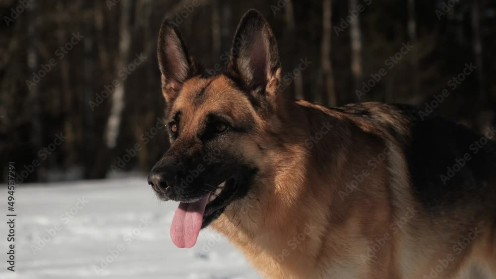 Black and red German Shepherd stands in snow against background of forest and looks forward, and then poses for camera. Thoroughbred beautiful dog portrait close-up. Black and red German Shepherd stands in snow against background of forest and looks forward, and then poses for camera. Thoroughbred beautiful dog portrait close-up.