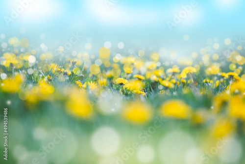 Flowers background with many yellow dandelions