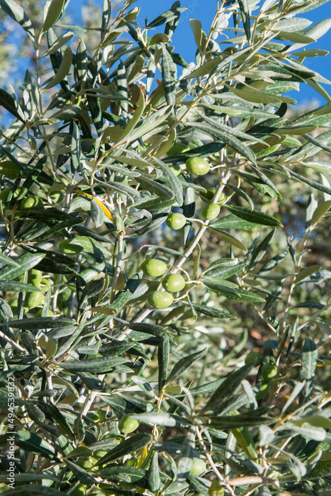 Close up of an olive tree, Olea europaea, with green olives. Algarve, Portugal Close up of an olive tree, Olea europaea, with green olives. Algarve, Portugal