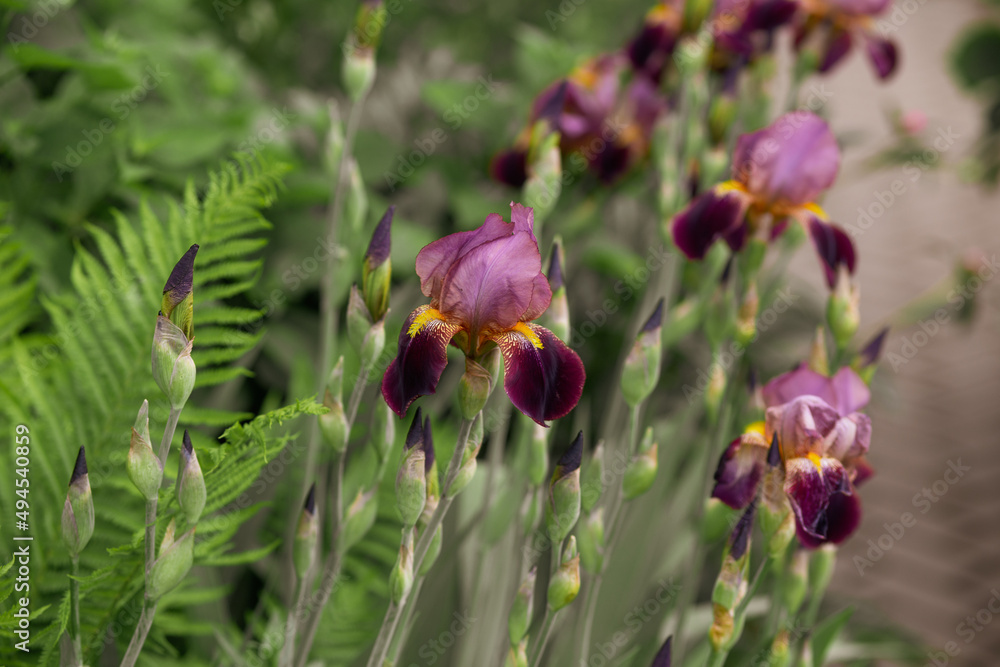 Blooming violet iris flower in the garden. Gardening concept. Blooming violet iris flower in the garden. Gardening concept.