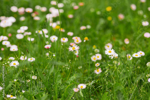 Beautiful camomiles flowers blooming in a meadow on a sunny summer day.