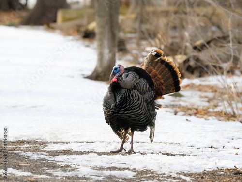 Male (tom) wild turkey with its tail feathers fanned out, standing on snow in early Spring 