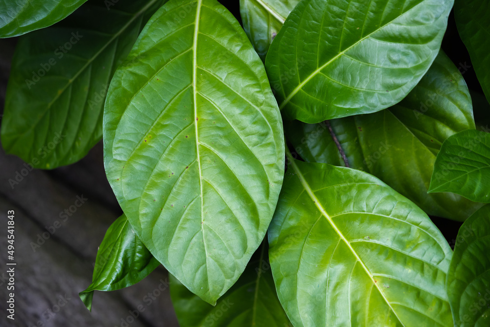 Natural background with green tropical leaves. Close up Natural background with green tropical leaves. Close up