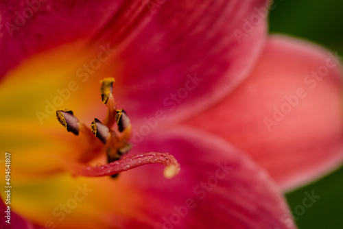 Fotografie Red stargazer lily close up