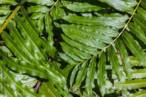 Green tropical leaves background photo, close up photo