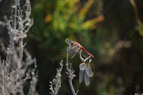 Dragonfly on a plant photo