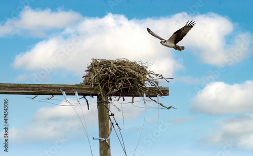 Osprey Landing on Nest at Chatham, Cape Cod