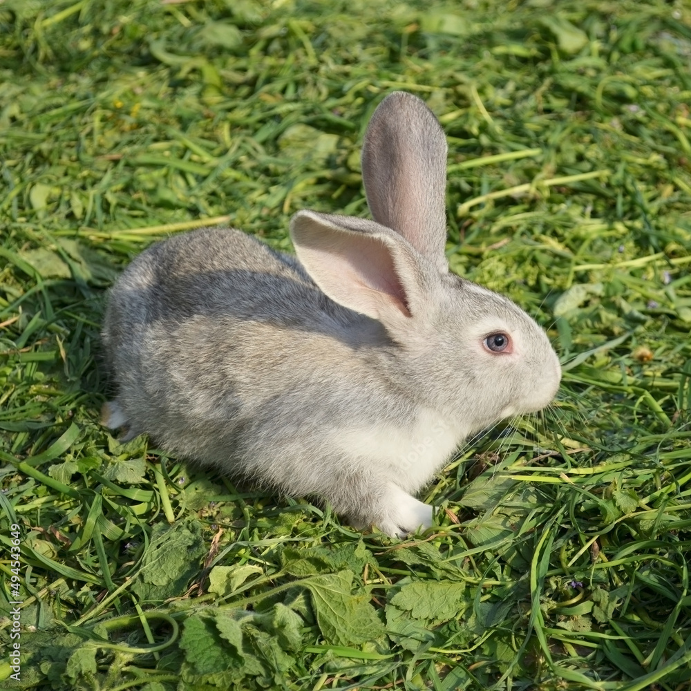 Cute grey purebreed rabbit sitting in a yard Cute grey purebreed rabbit sitting in a yard