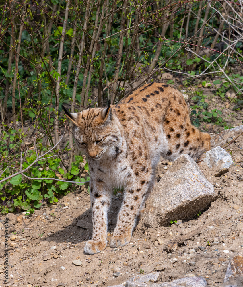 European lynx watches prey; lynx lynx. Karlsruhe, Germany, Europe European lynx watches prey; lynx lynx. Karlsruhe, Germany, Europe