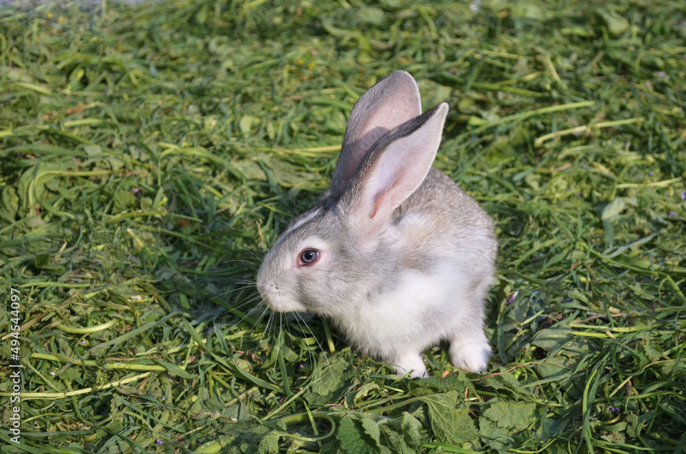 Cute grey purebreed rabbit sitting in a yard Cute grey purebreed rabbit sitting in a yard