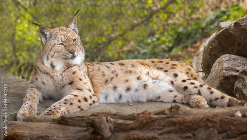 European lynx watches prey; lynx lynx. Karlsruhe, Germany, Europe photo