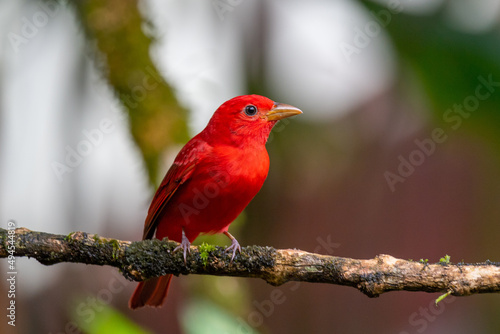 Selective of a summer tanager (Piranga rubra) on a branch photo