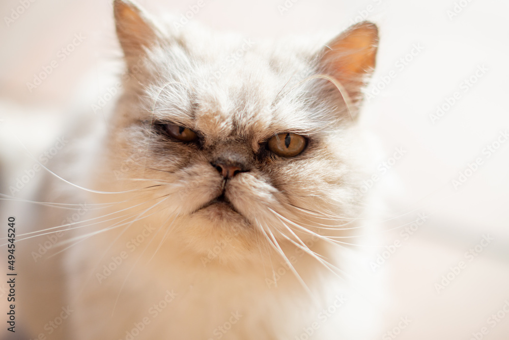 Portrait of white persian cat walking