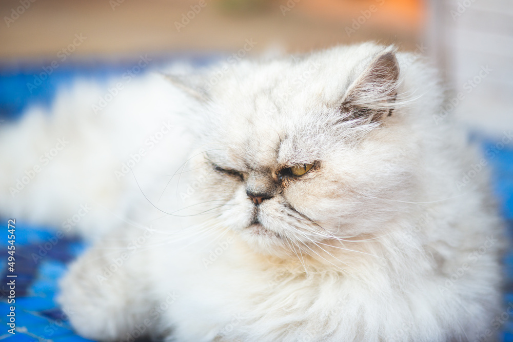 Portrait of white persian cat walking