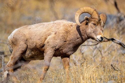 Selective of a snow sheep (Ovis nivicola) in a dry field photo