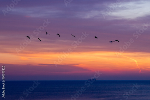 Photography Horizontal background of flying birds silhouettes against vibrant orange and pur