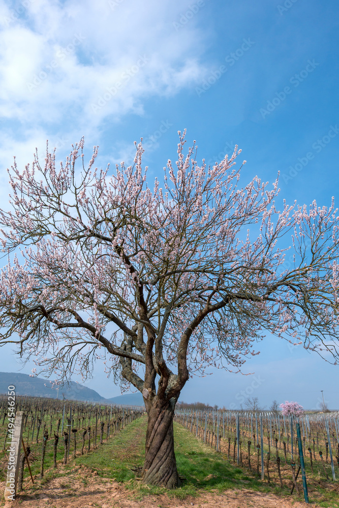 Mandelbaumblüte (Prunus dulcis), Frühling in der Südpfalz Mandelbaumblüte (Prunus dulcis), Frühling in der Südpfalz