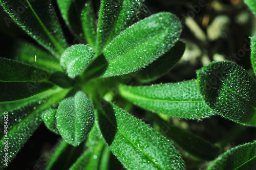 Closeup texture of vibrant green leaves under bright sunlight photo