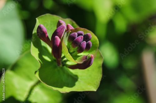 Closeup shot of blooming Lonicera dioica or Limber Honeysuckle under bright sunlight photo