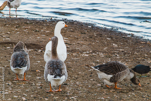 Ducks chilling by the lakeshore photo