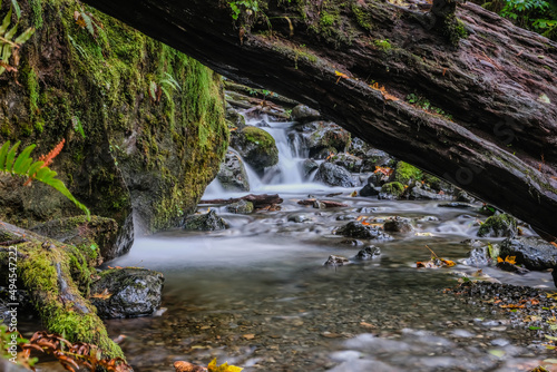 Merrimack Falls, Olympic national park, Nature, river, leaves turning colors, Mossi covered boulders, water flowing, logs