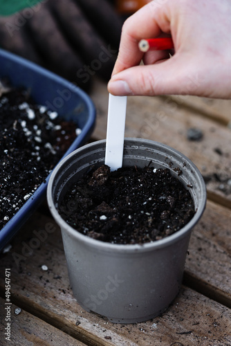 plant labeling on greenhouse bench, gardeners hands puts blank label into pot with compost, gardening concept