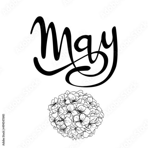 Letrero de letras escritas a mano y vectorizado "may". Recurso grafico sobre fondo blanco, mayo mes del año con flores de hortensia