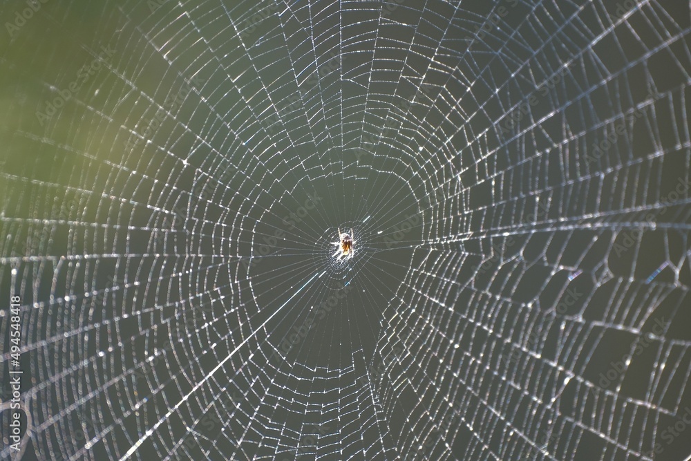 Obraz premium spider on web