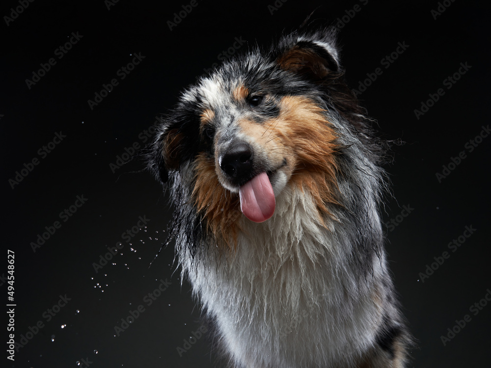 The dog catches splashes, wings. Wet pet. Funny marble Sheltie on black