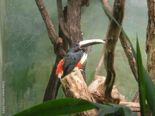 tukan z warszawskiego zoo