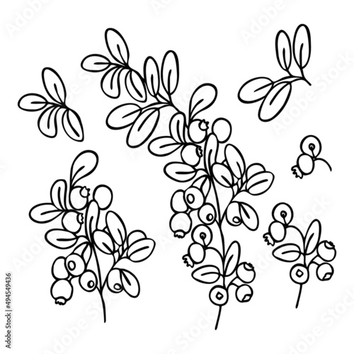Fototapeta Naklejka Na Ścianę i Meble -  One line botanical design elements black color isolated on white background.Twigs of  plant with leaves and berries in graphic.Vector hand drawn illustration for card,printing on fabric and paper.