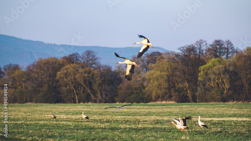 View of storks near Hrinova village in Slovakia photo