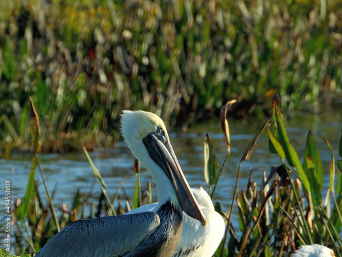 Closeup of a peruvian pelican (pelecanus thagus) on the lakeshore photo