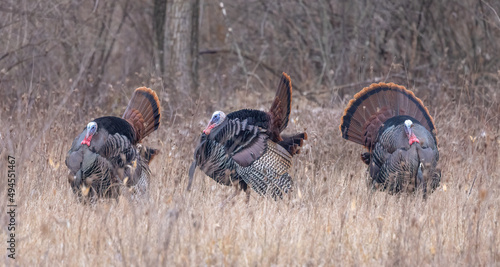 Canvas Print Male wild turkeys standing in a row at a grassy brown field
