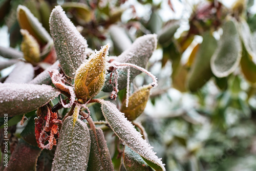 Selective focus shot of a Rhododendron cinnabarinum plant covered with ice in the garden photo