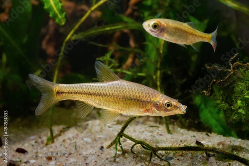 topmouth gudgeon, aggressive solitary freshwater dwarf fish from East in biotope planted aquarium, highly adaptable invasive species is ecology threat in European rivers